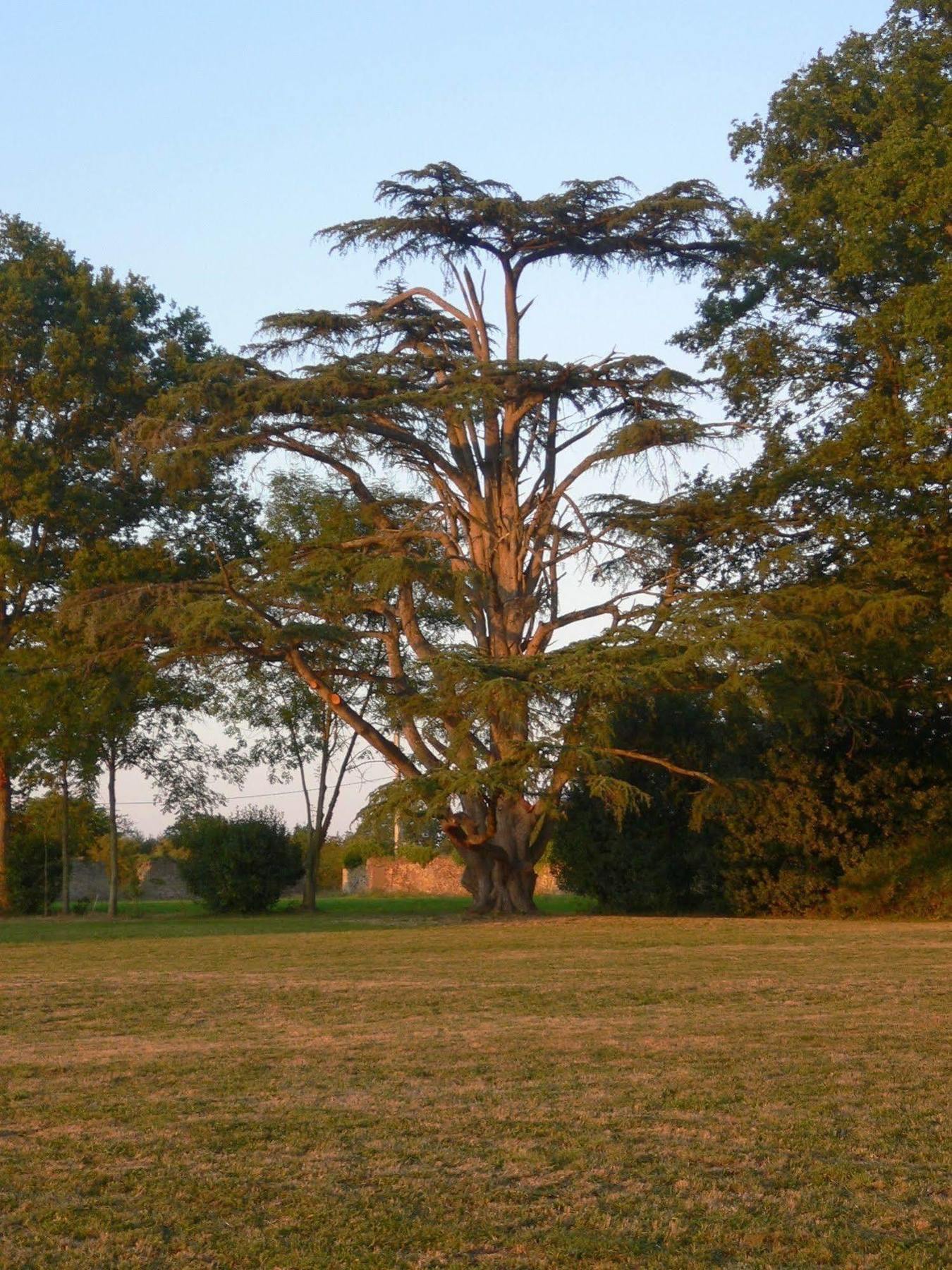 Chateau Des Lutz Bed & Breakfast Daon